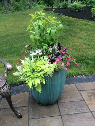 Seasonal landscape colors featured in a patio planter