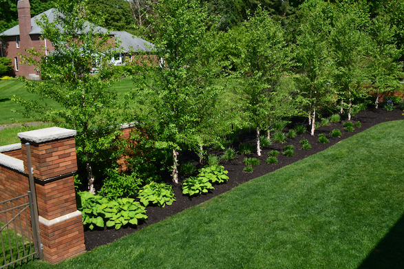 Modern Style Patio and Firepit privacy plants