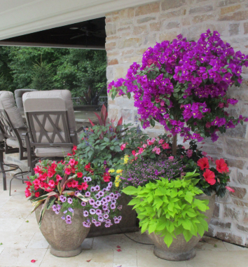 colorful plants