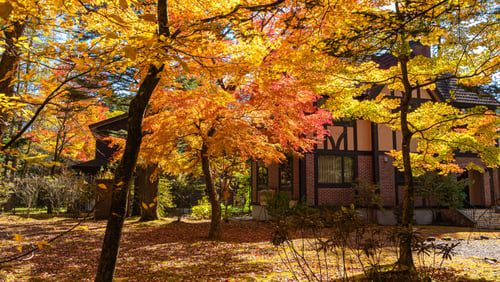 Fall seasonal color plants and trees provide vibrant beauty to properties