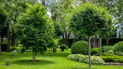 Trees in Ohio Landscaping How to Incorporate the Right Trees for Residential Spaces