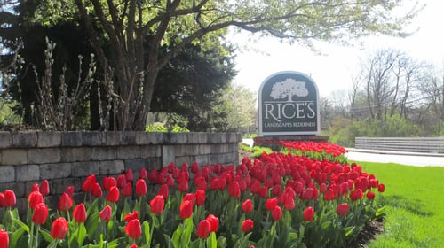 Rice's Landscapes team and company