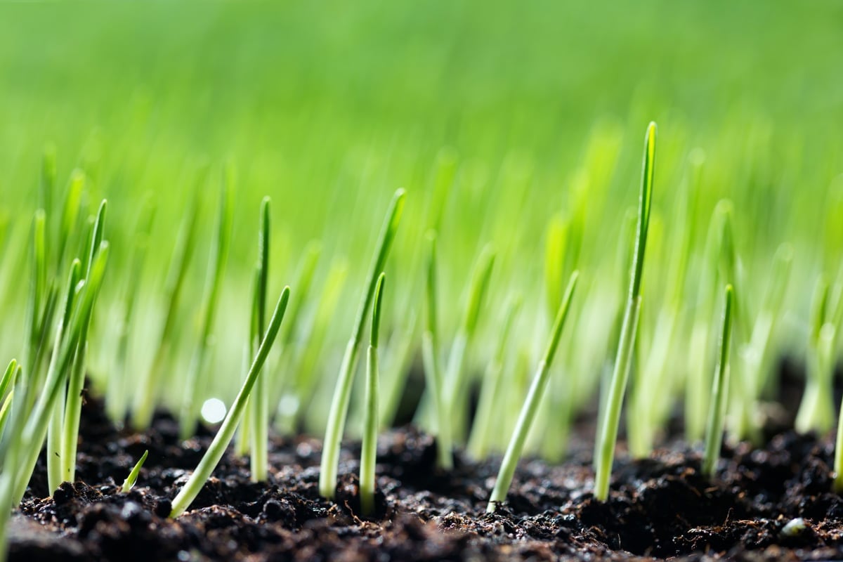 New/Repaired Lawn Care