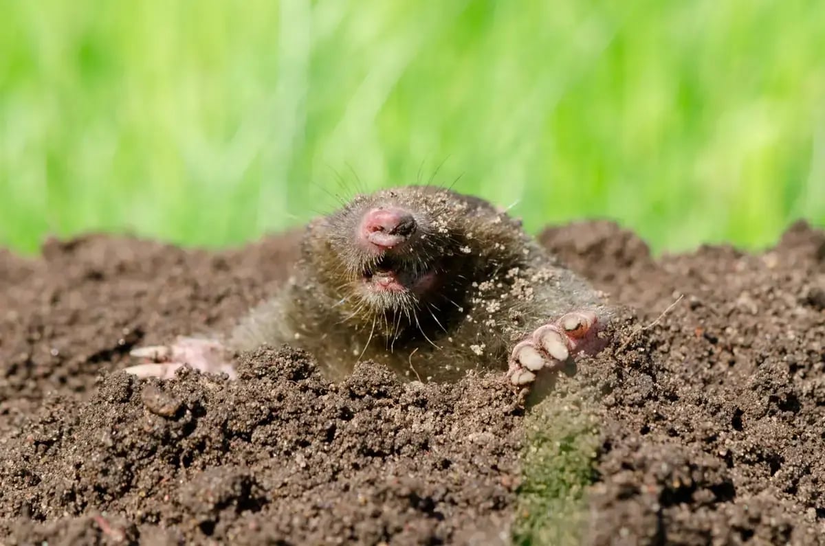 Pest Control