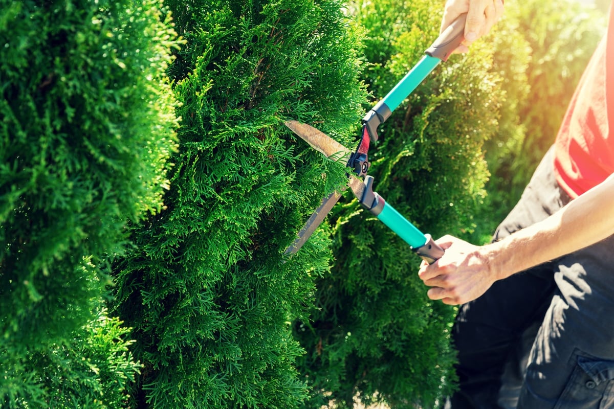 Pruning