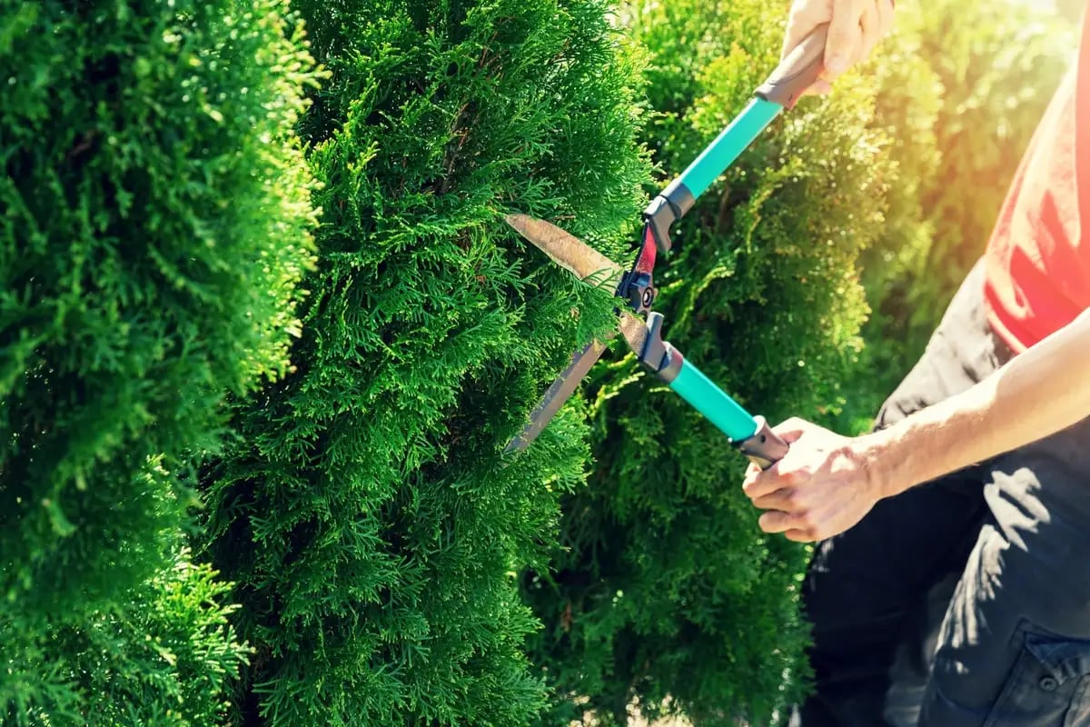 Pruning