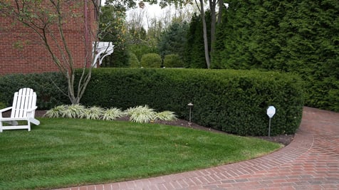 pruning