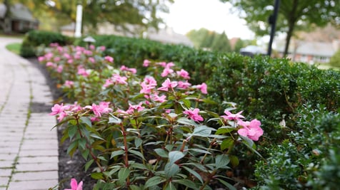 Healthy soil sets the foundation for a luxury Northeast Ohio landscape