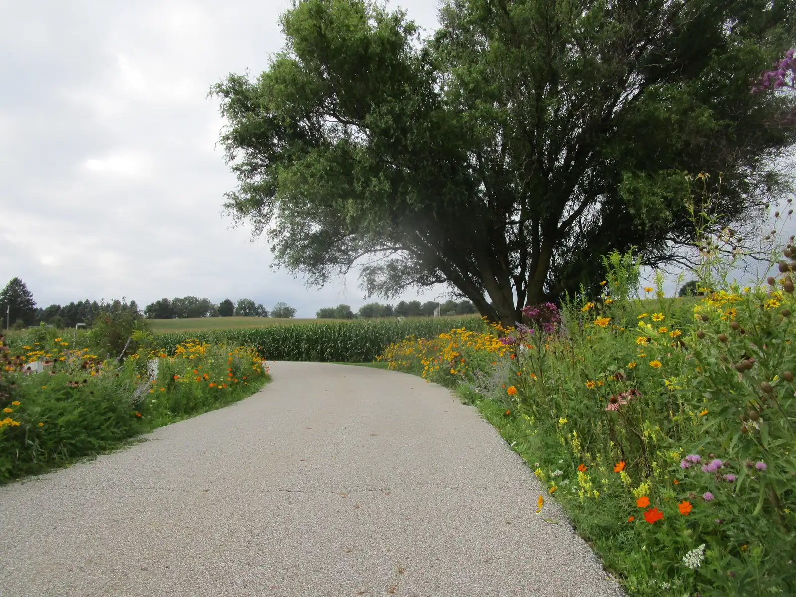 country lane garden walkway