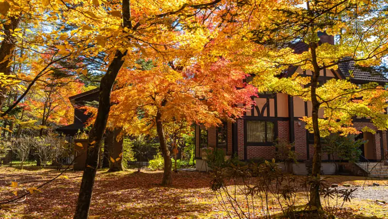 Top Fall Color Plants
